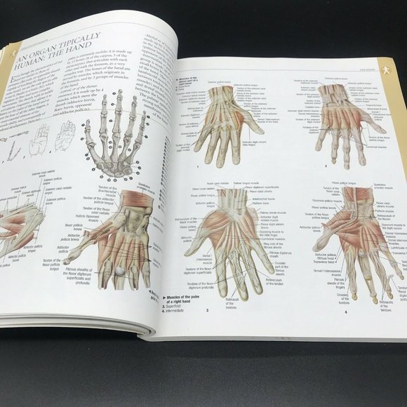 Atlas of Human Anatomy (2006, Trade Paperback, Reprint) - Picture 12 of 12